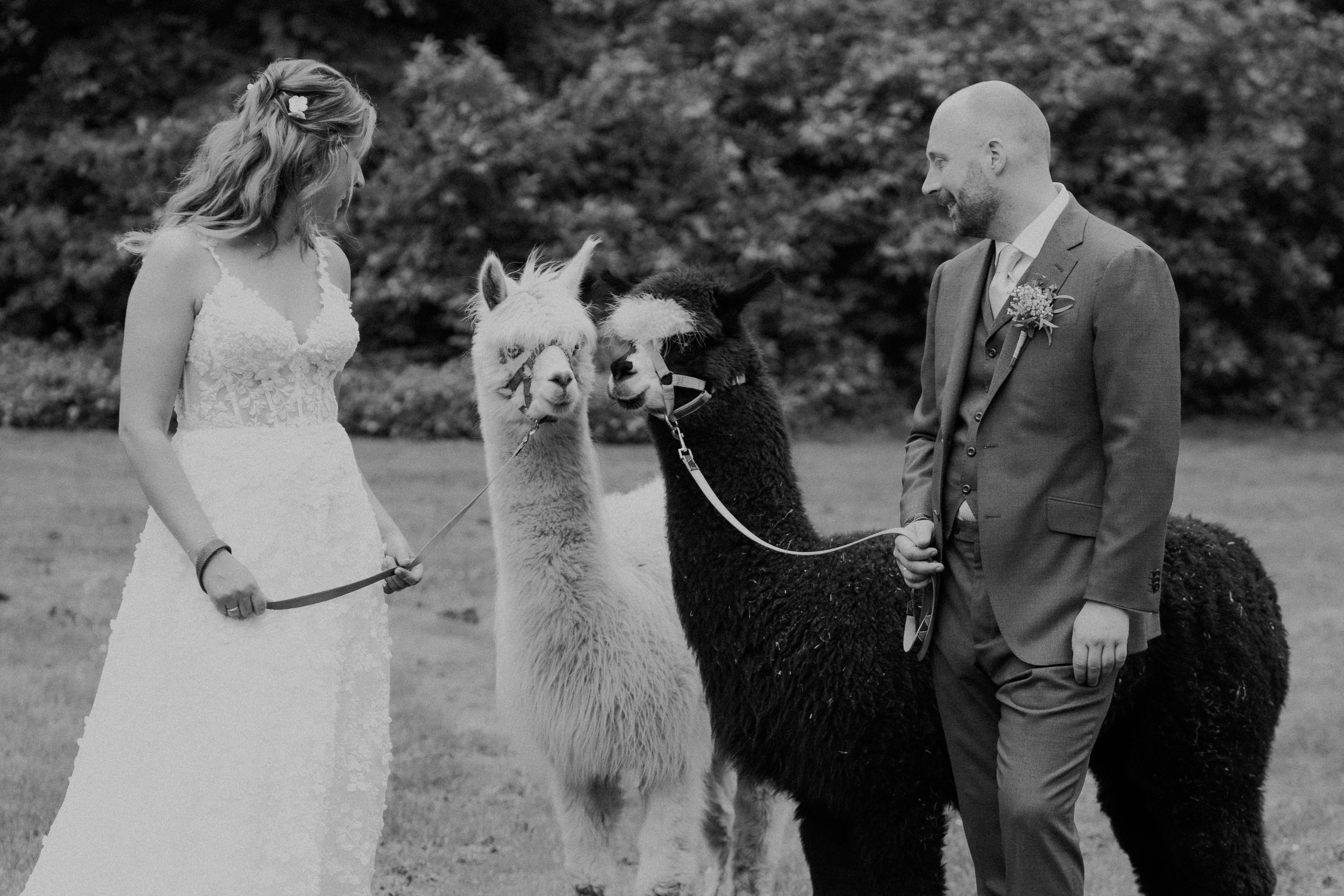 Trouwen met dieren? Lees deze tips voor een diervriendelijke bruiloft!